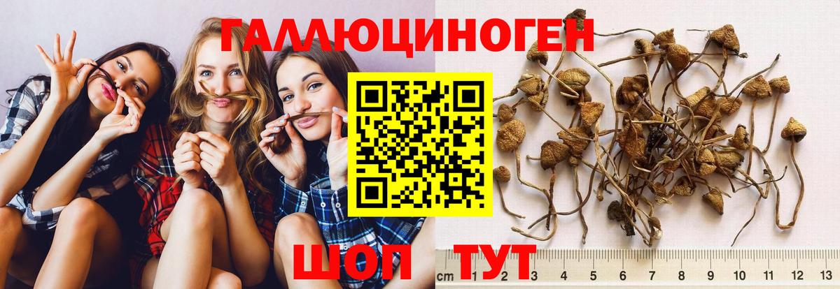 Галлюциногенные грибы Cubensis  Галлюциногенные грибы Psilocybine cubensis  Вход с VPN  Новосибирск 